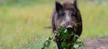 Wildschwein-Alarm auf der Terrasse  